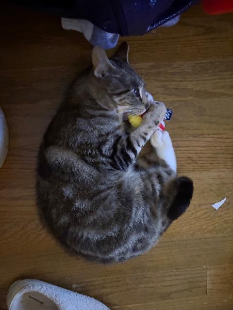 Enlarge Fawn, a Adoptable mixed breed in Pawtucket, RI image 3/5