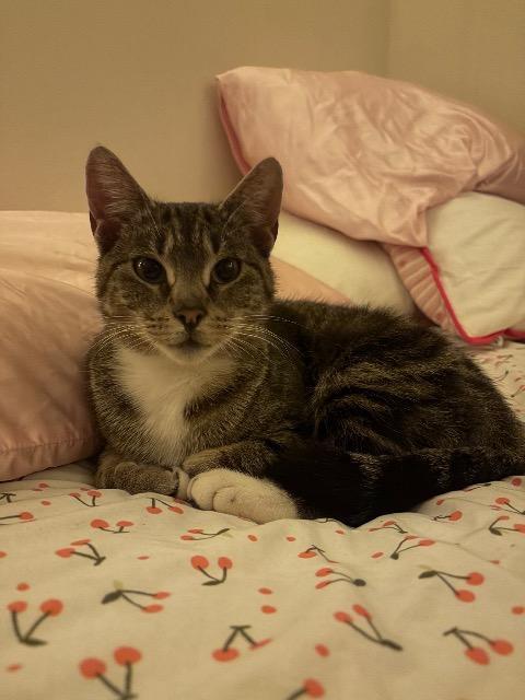 Enlarge Fawn, a Adoptable mixed breed in Pawtucket, RI image 4/5