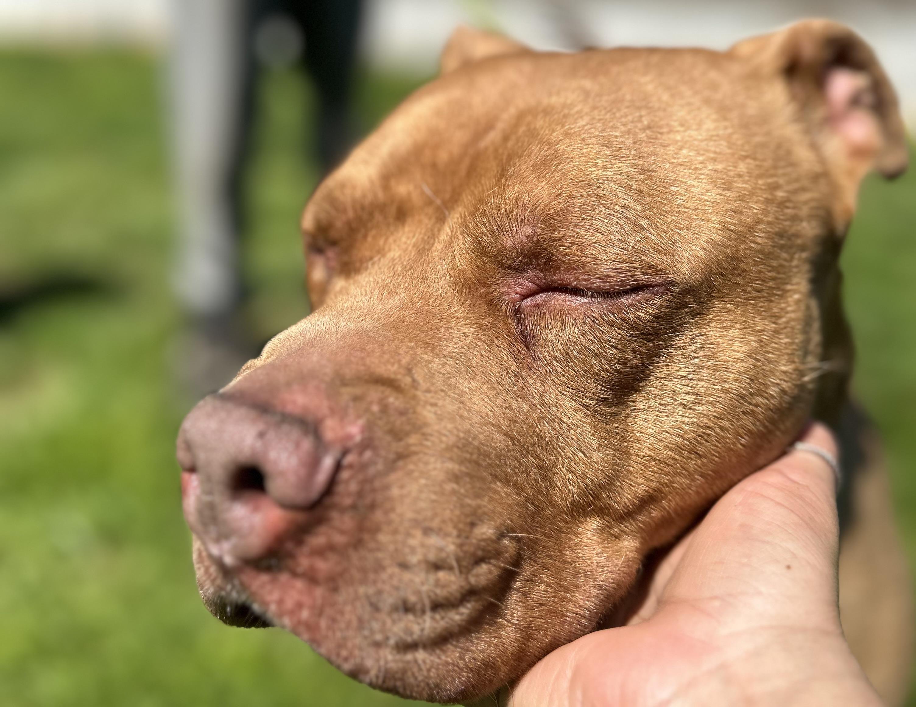 Bugg, Adult Male Pit Bull Terrier