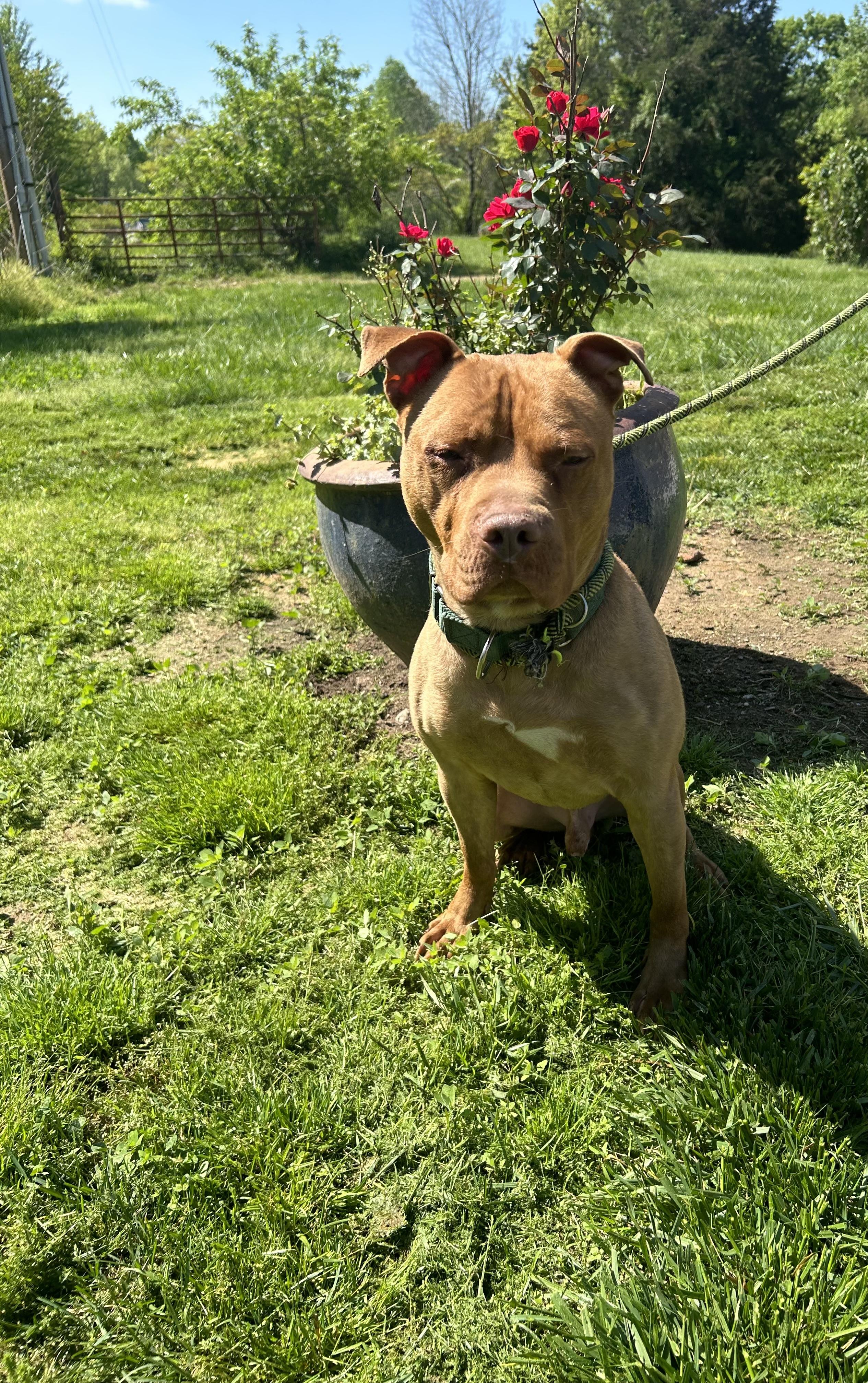 Enlarge Bugg, a Adoptable mixed breed in Scottsville, KY image 3/6