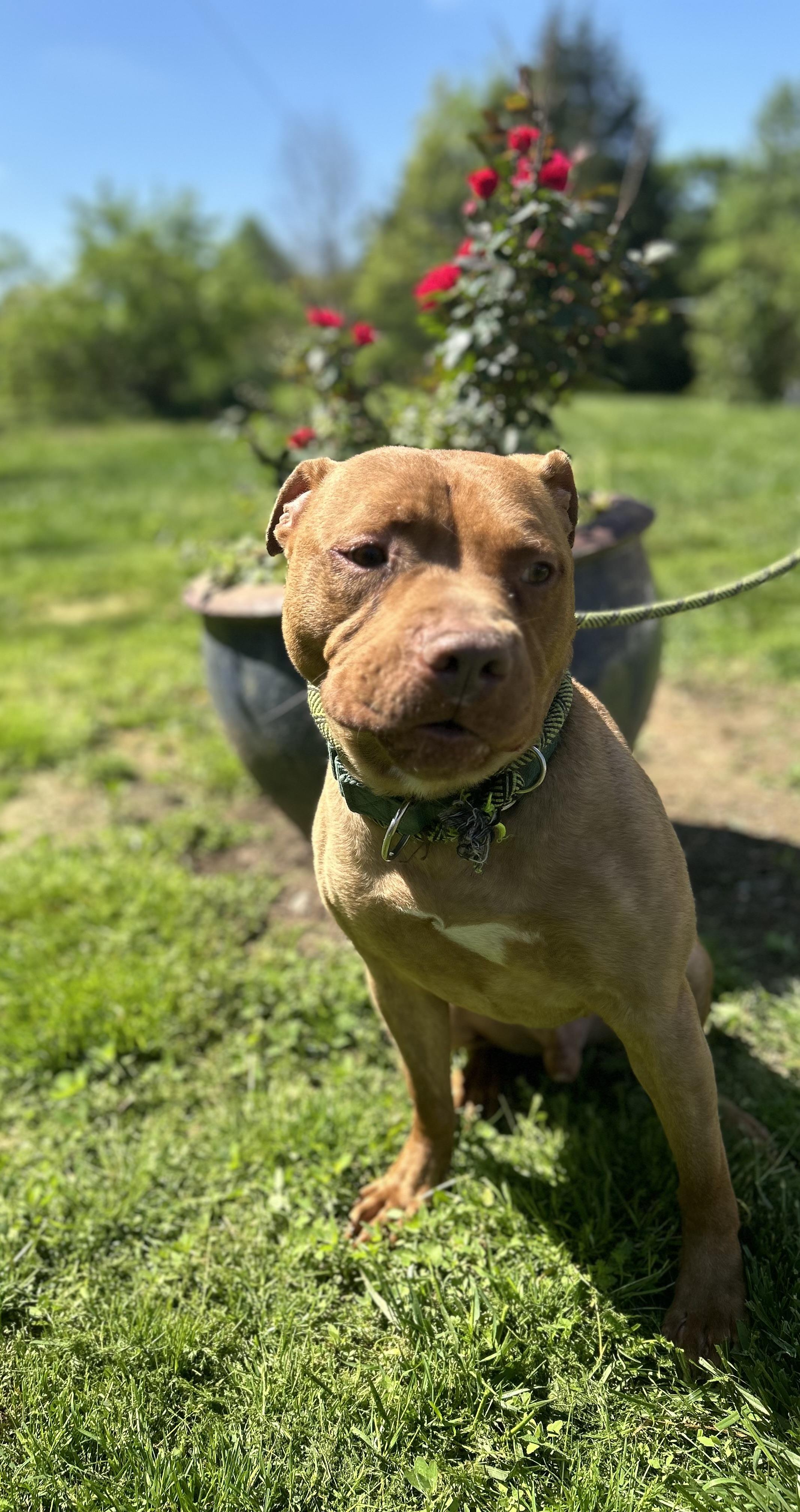 Enlarge Bugg, a Adoptable mixed breed in Scottsville, KY image 4/6