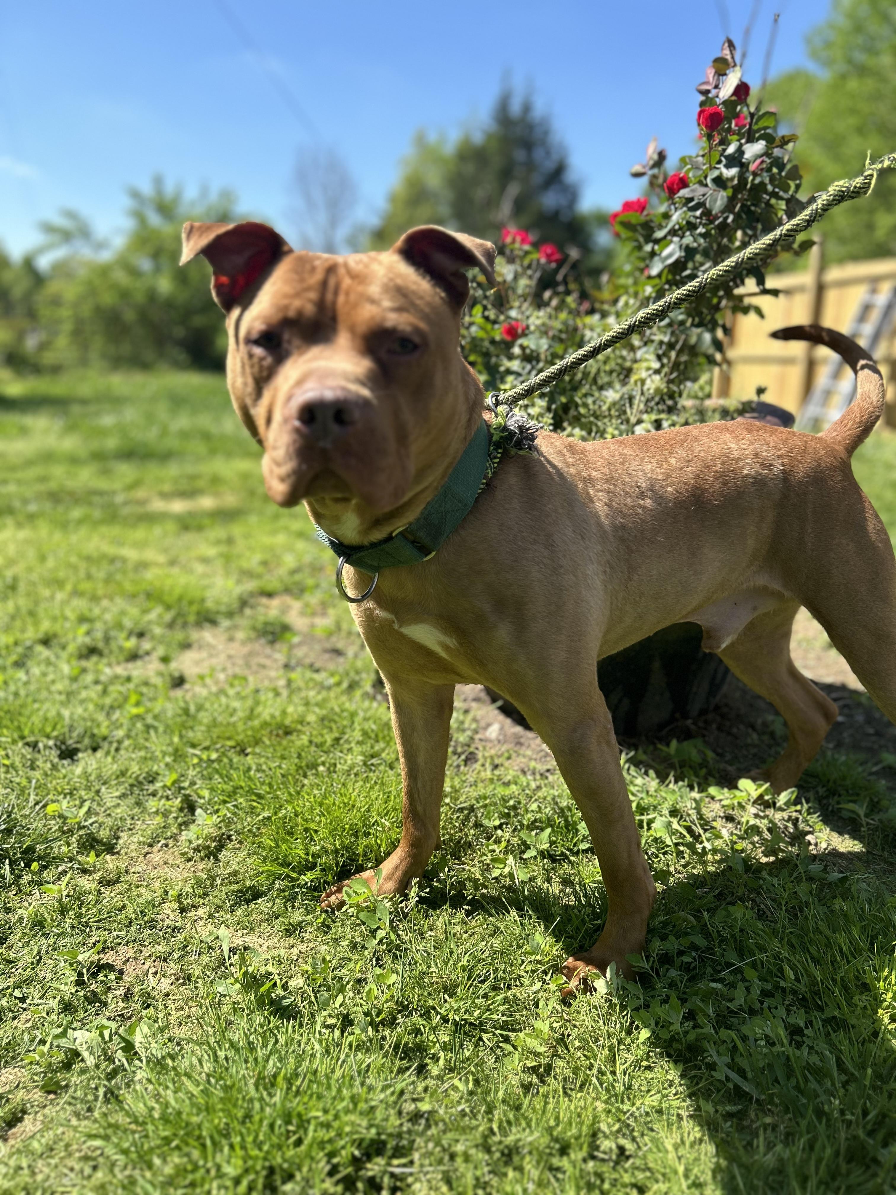 Enlarge Bugg, a Adoptable mixed breed in Scottsville, KY image 5/6