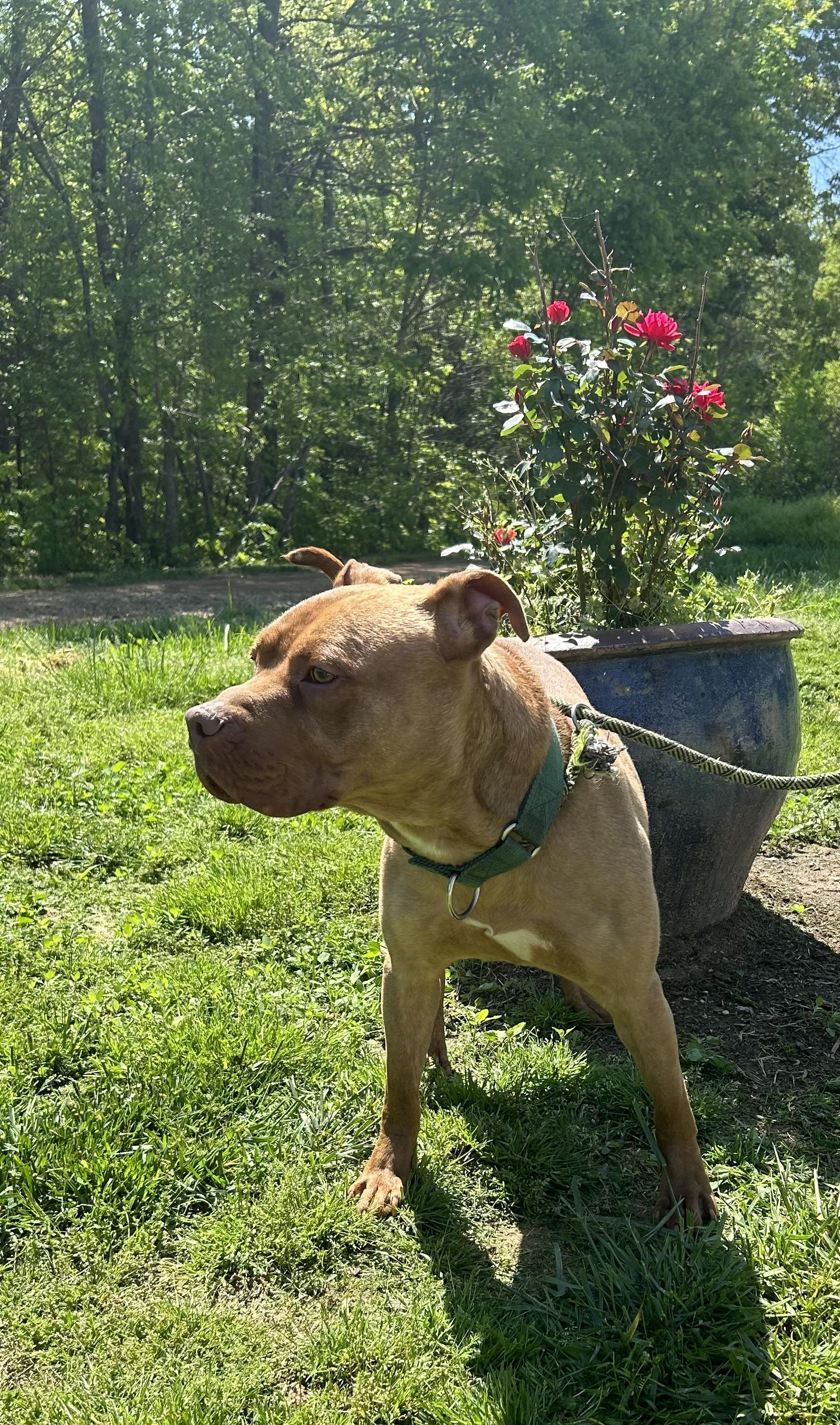 Enlarge Bugg, a Adoptable mixed breed in Scottsville, KY image 6/6