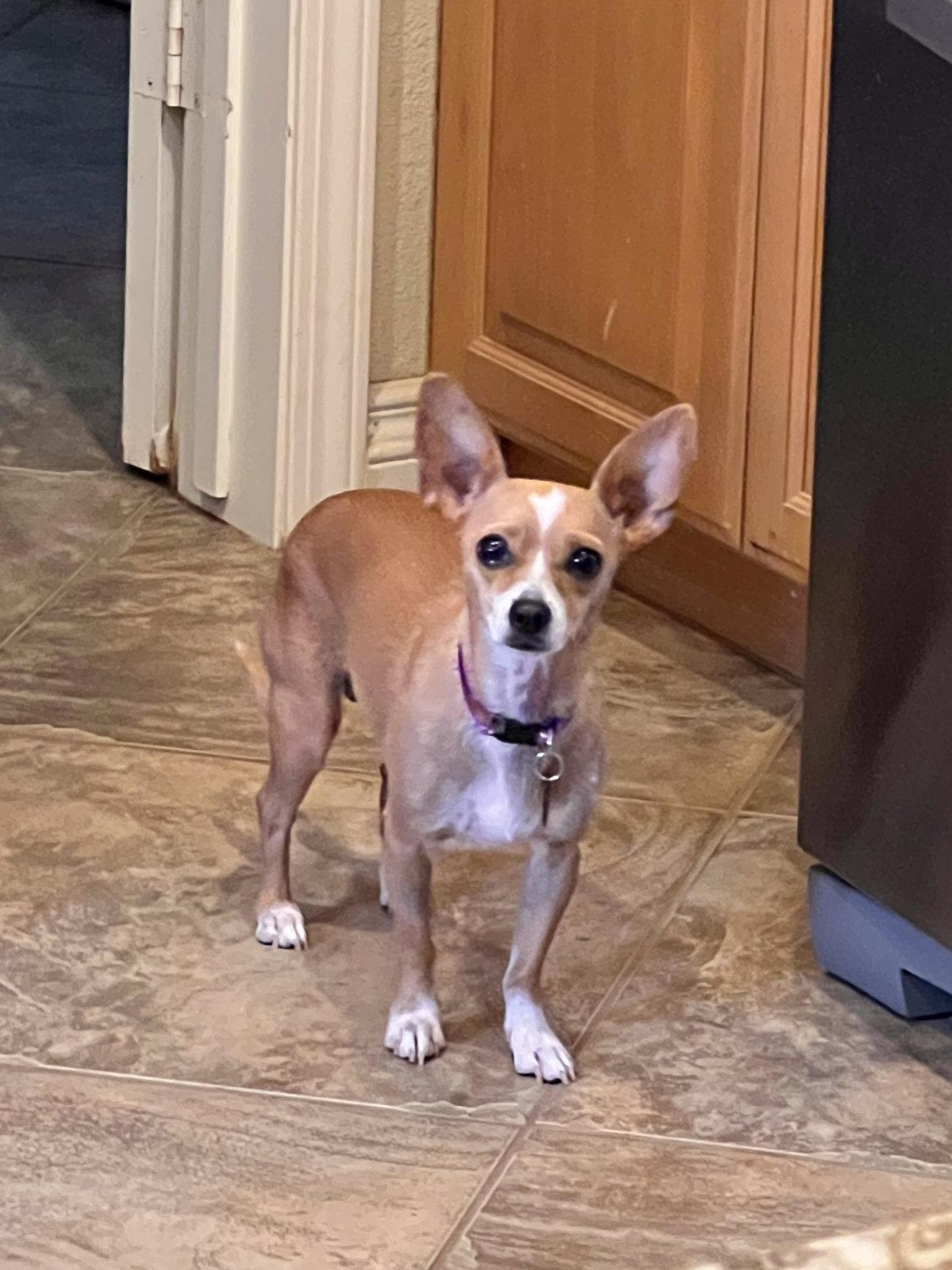 Carmen, Adopted, Adult Female Chihuahua.
