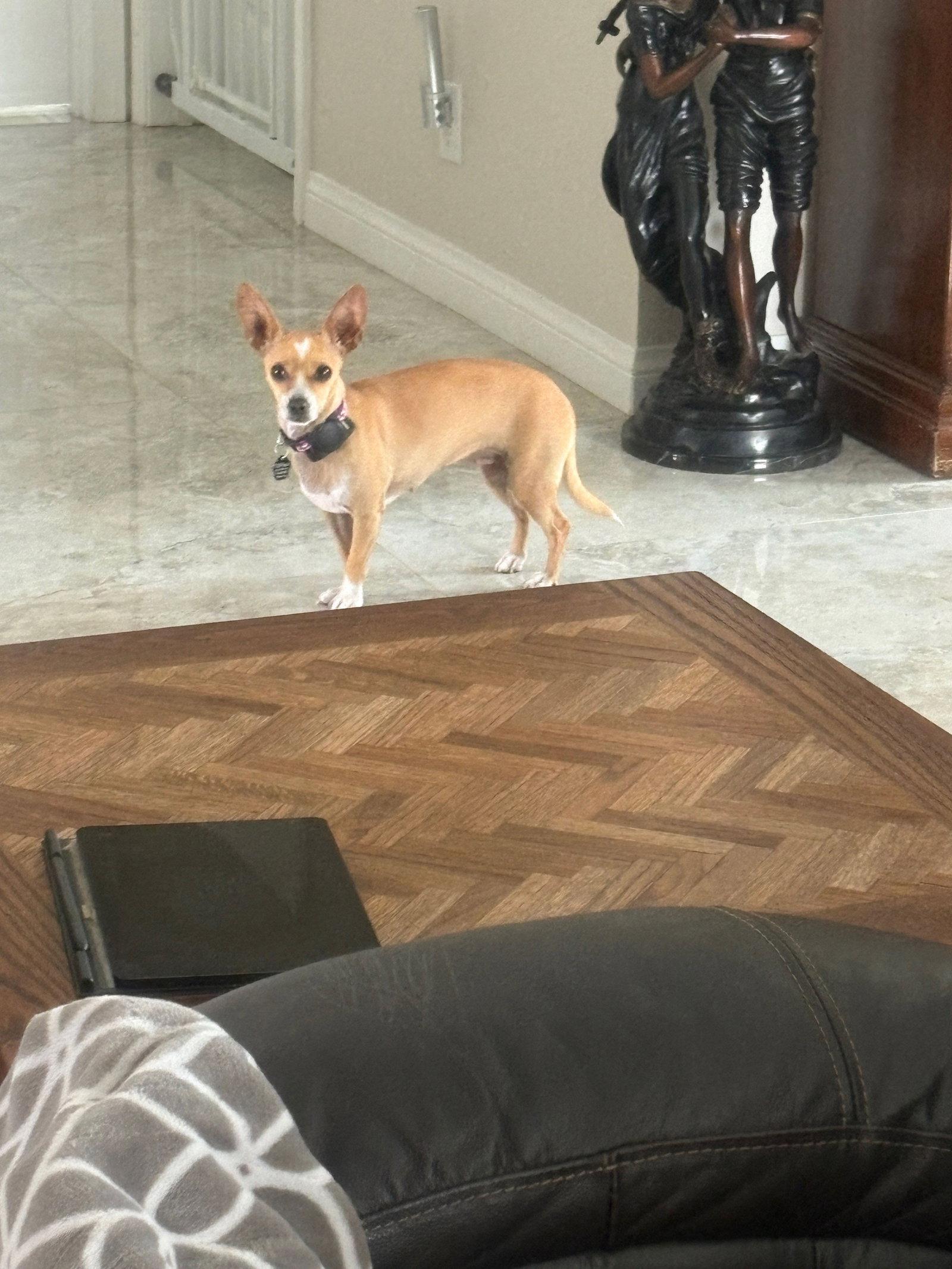 Carmen, a Adopted Chihuahua in Orange, CA image 2/2