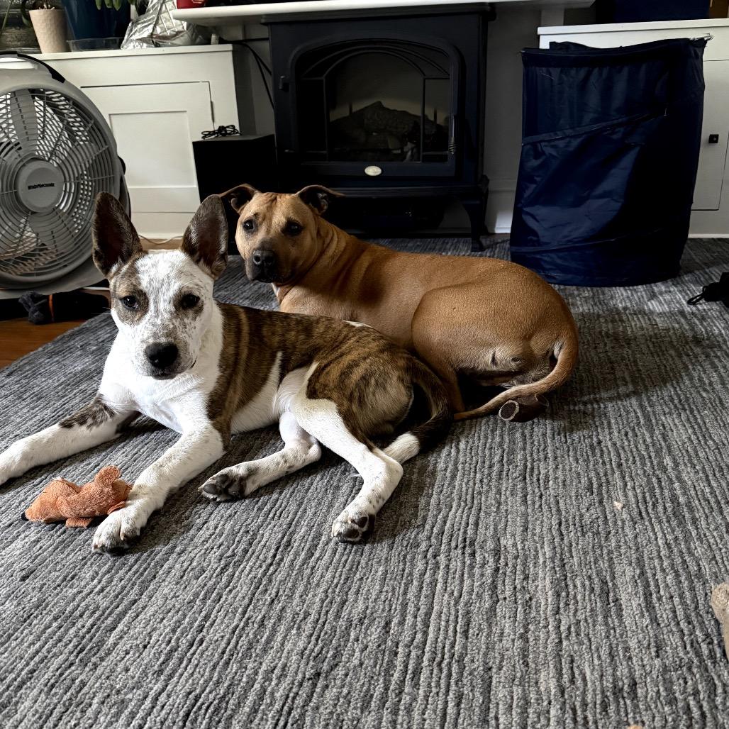 Enlarge Roux, a Adoptable Mixed Breed in Medford, NJ image 2/6