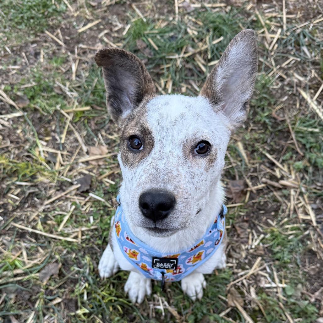 Enlarge Roux, a Adoptable Mixed Breed in Medford, NJ image 3/6