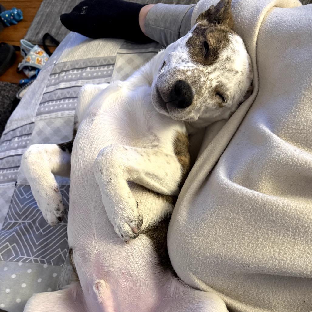 Enlarge Roux, a Adoptable Mixed Breed in Medford, NJ image 4/6