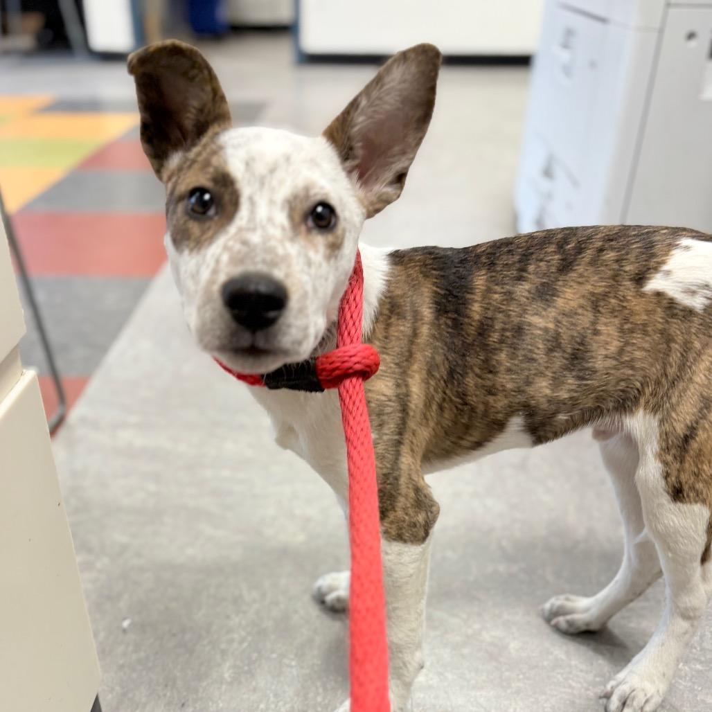 Enlarge Roux, a Adoptable Mixed Breed in Medford, NJ image 5/6