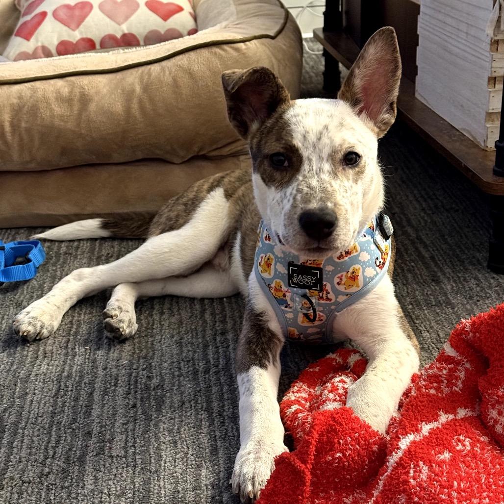 Enlarge Roux, a Adoptable Mixed Breed in Medford, NJ image 6/6