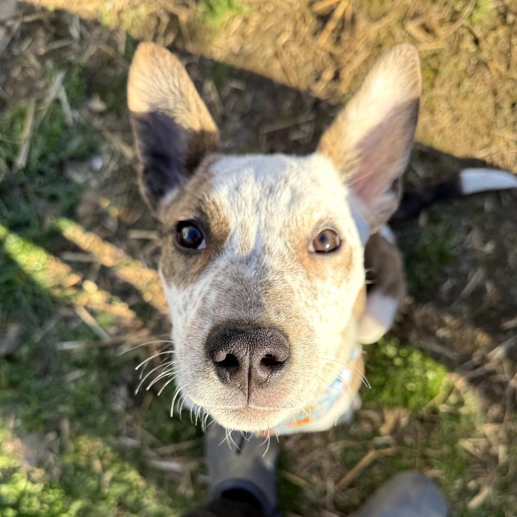 Enlarge Roux, a Adoptable Mixed Breed in Medford, NJ image 1/6