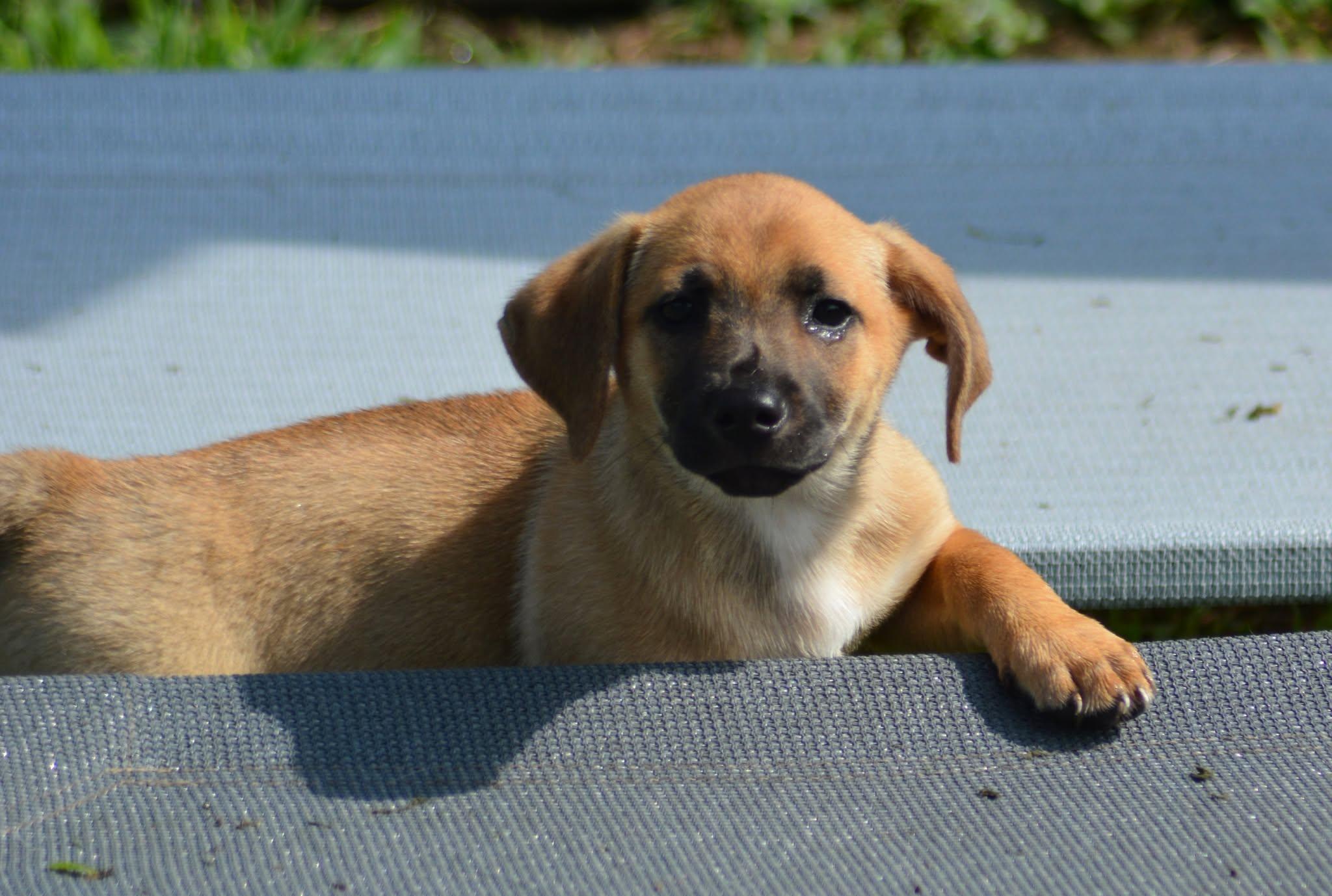 Enlarge Luke Skywalker (D2015), a ADOPTABLE mixed breed in Hayes, VA image 4/4