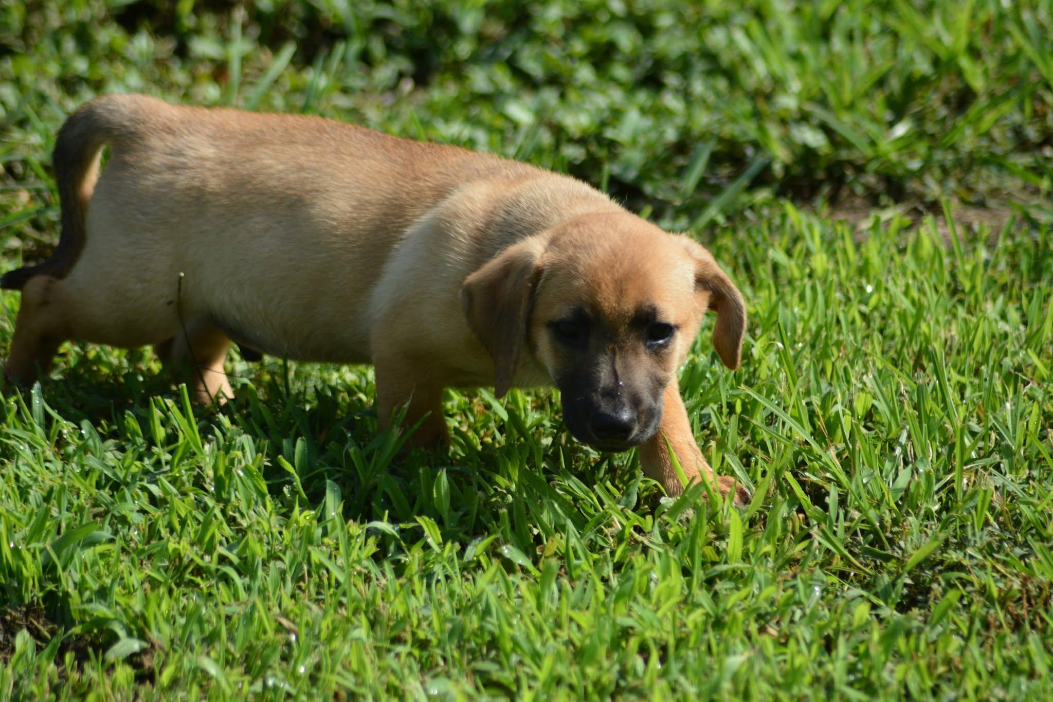 Enlarge Luke Skywalker (D2015), a ADOPTABLE mixed breed in Hayes, VA image 3/4