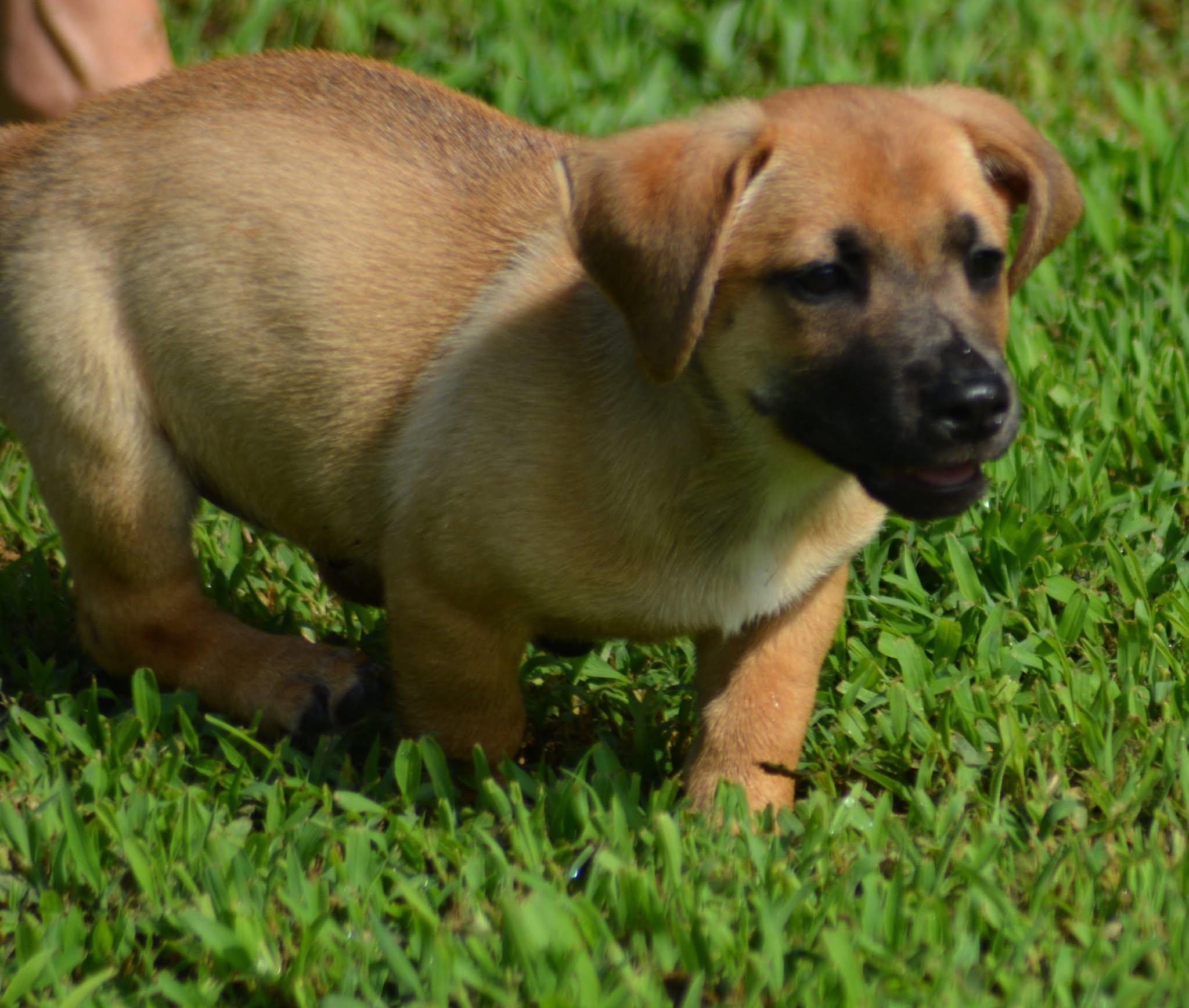 Luke Skywalker (D2015), ADOPTABLE, Puppy Male Dachshund & Mixed Breed.