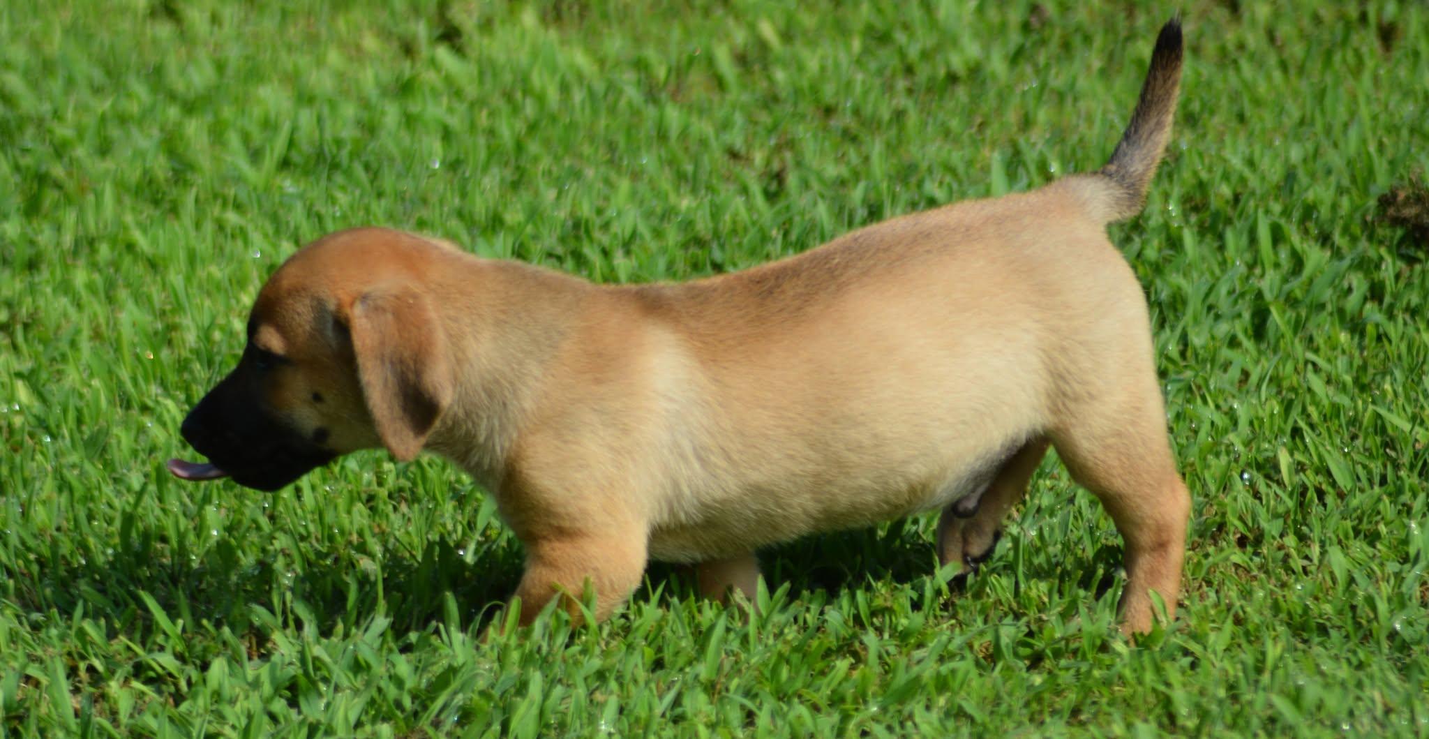 Enlarge Luke Skywalker (D2015), a ADOPTABLE mixed breed in Hayes, VA image 2/4
