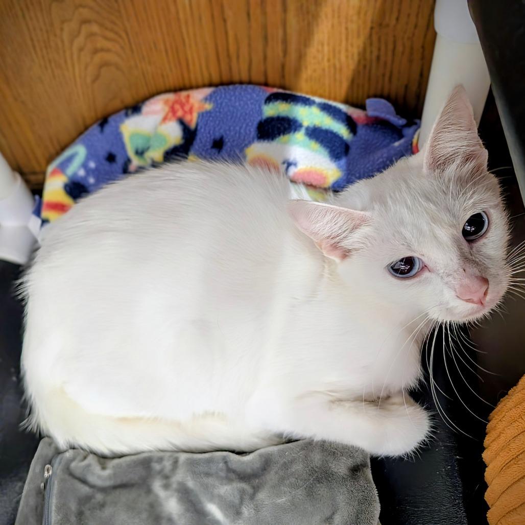 Marcy, Adoptable, Adult Female Domestic Short Hair.