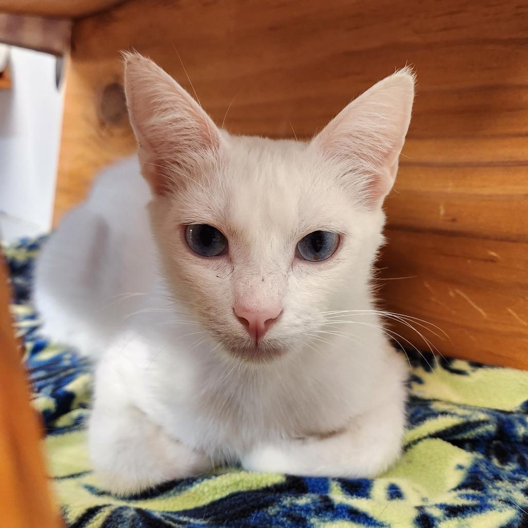 Enlarge Marcy, a Adoptable Domestic Short Hair in Delaware, OH image 2/4