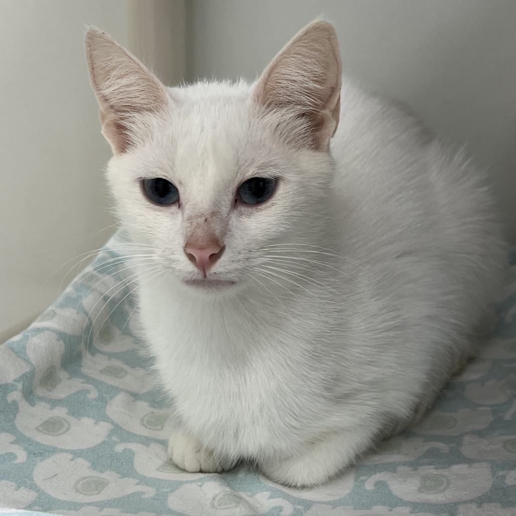 Enlarge Marcy, a Adoptable Domestic Short Hair in Delaware, OH image 3/4
