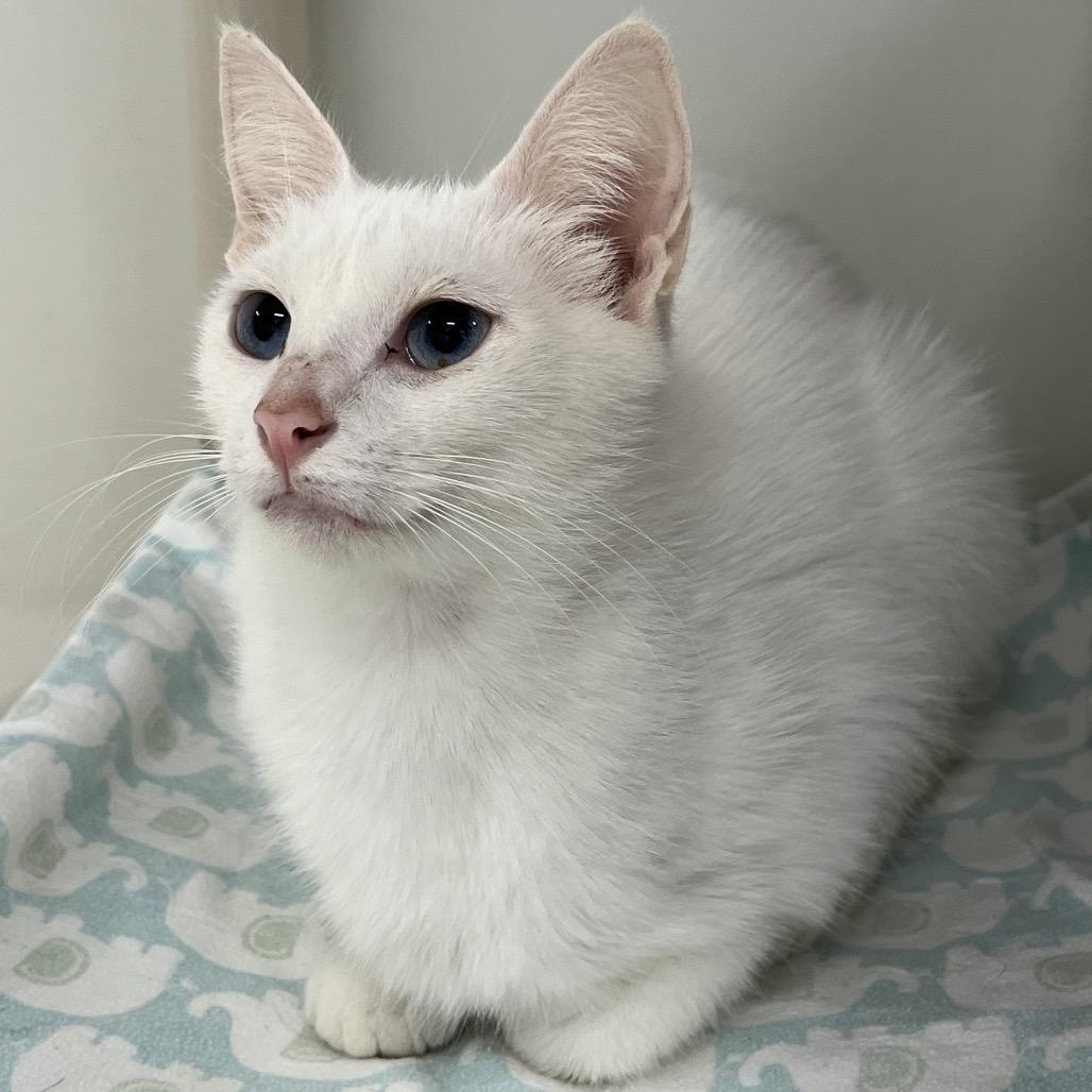 Enlarge Marcy, a Adoptable Domestic Short Hair in Delaware, OH image 4/4
