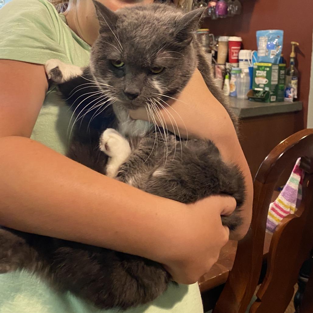 Penny, Adoptable, Senior Female Domestic Short Hair.