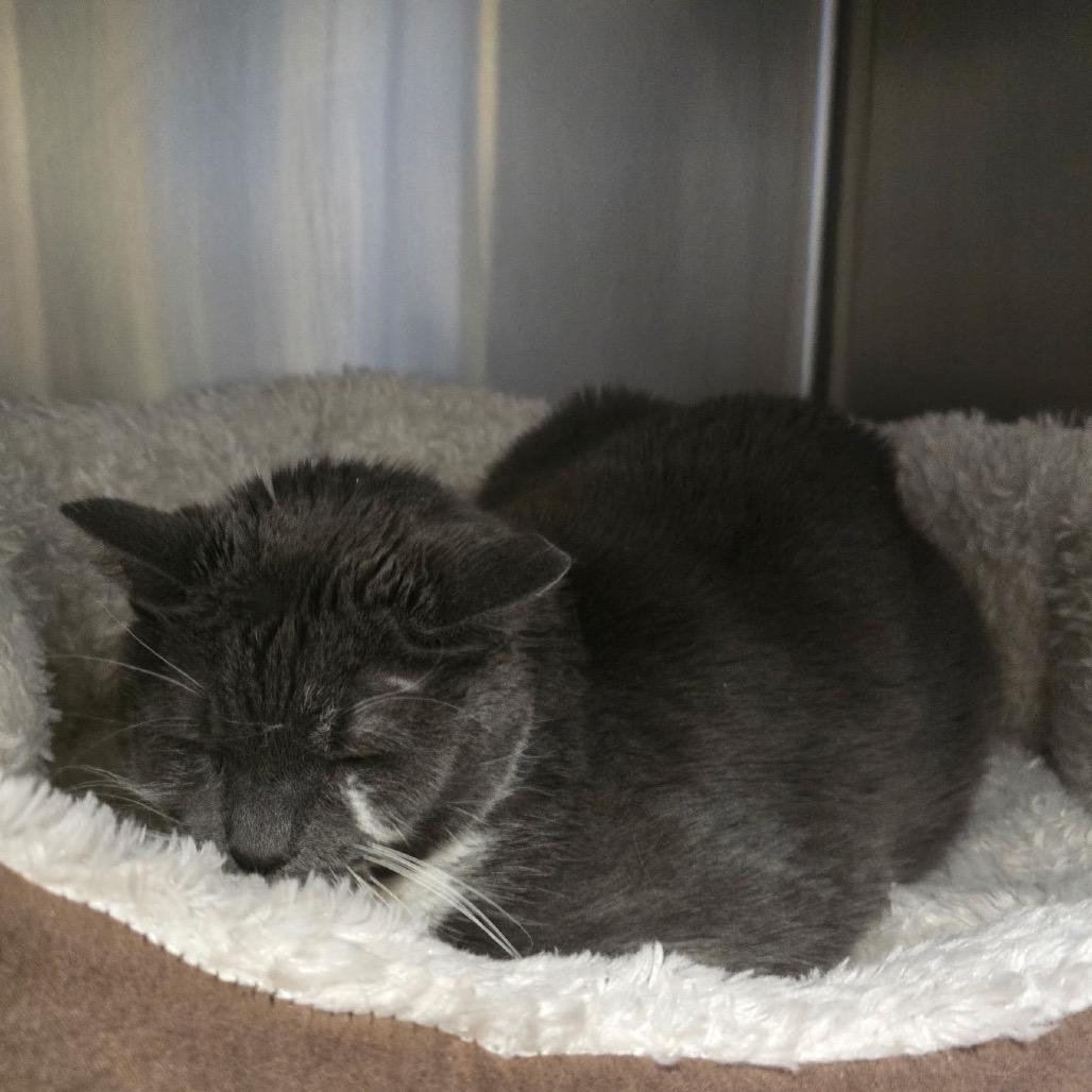 Enlarge Penny, a Adoptable Domestic Short Hair in York, PA image 2/2