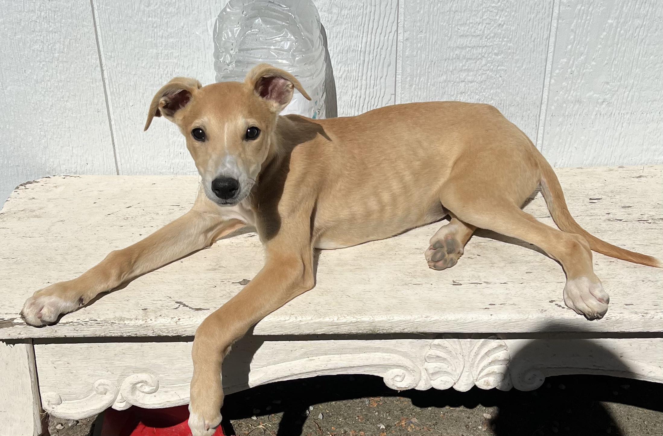 Ini, a Adopted Greyhound in Santa Rosa, CA image 1/2