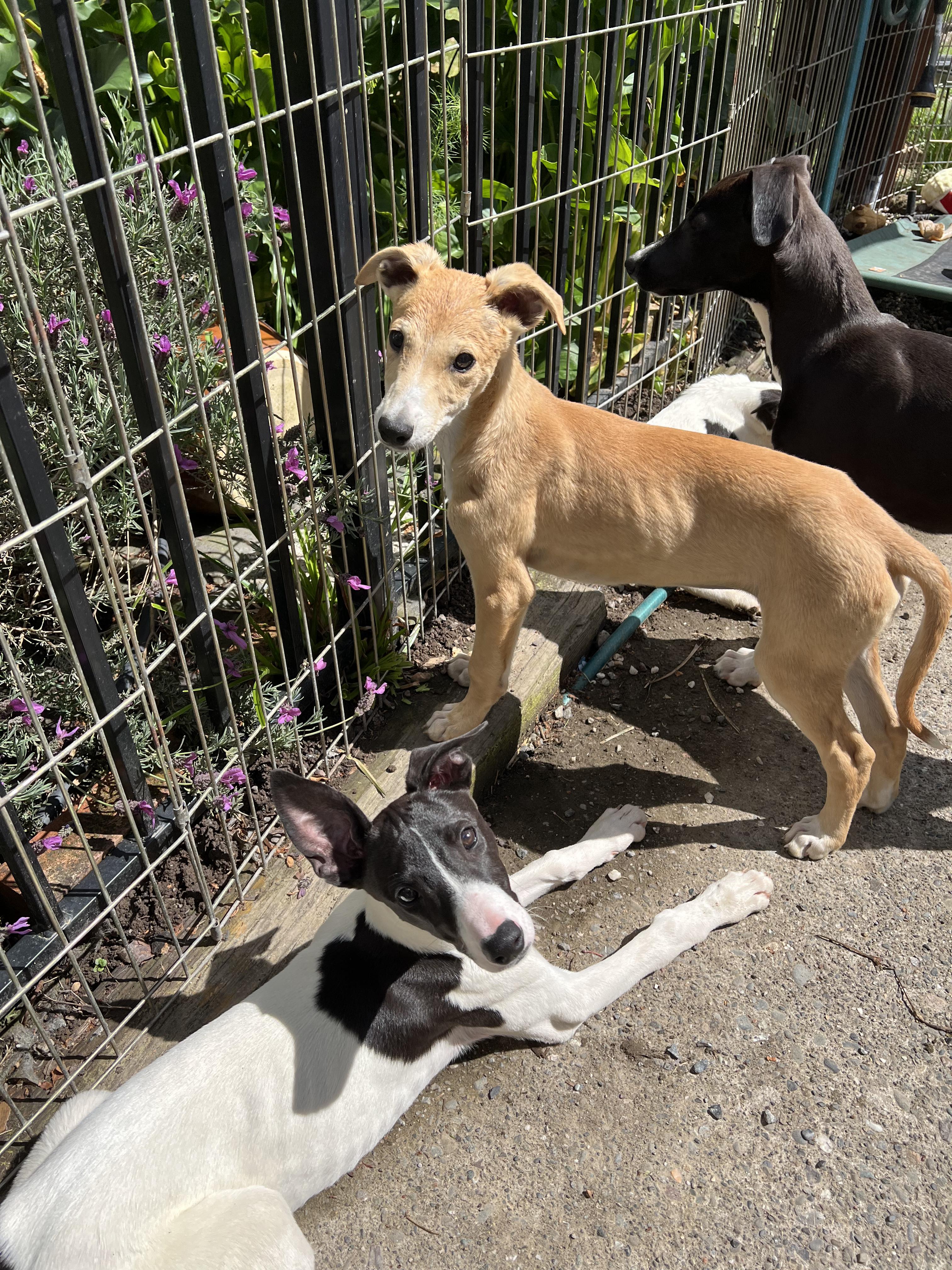 Ini, a Adopted Greyhound in Santa Rosa, CA image 2/2