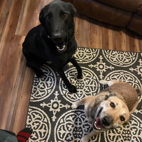 Enlarge Jazz, a Adoptable mixed breed in Tulsa, OK image 5/5