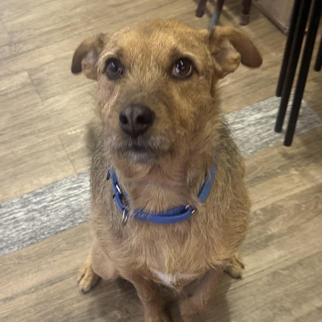 Enlarge Mineo, a Adoptable Terrier in Westhampton, NY image 1/6