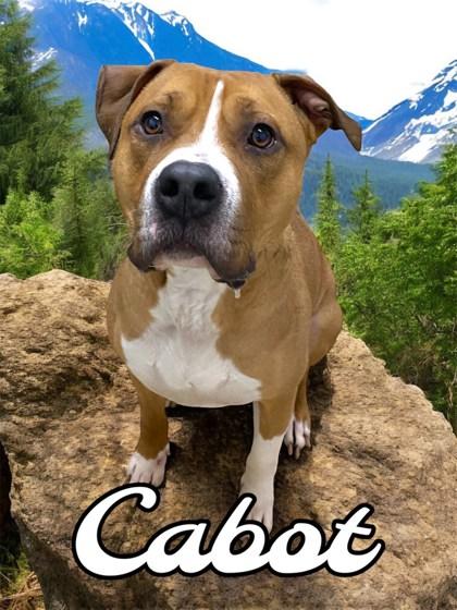 Cabot