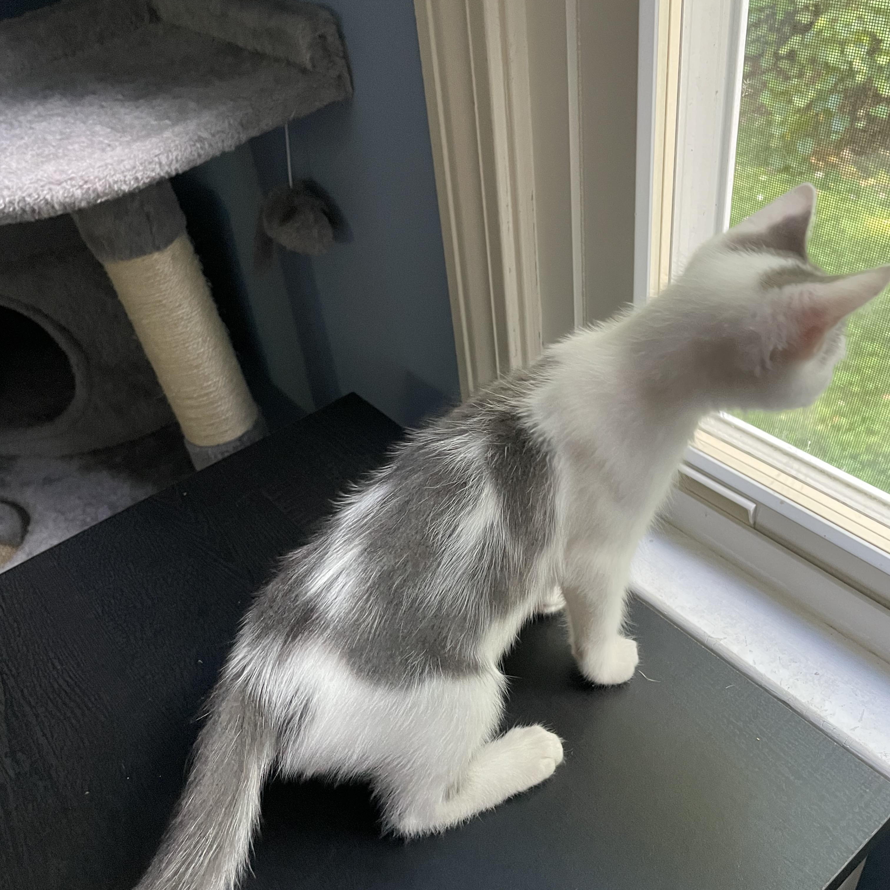 Enlarge KitKat, a Adopted American Shorthair in Norton, MA image 2/3