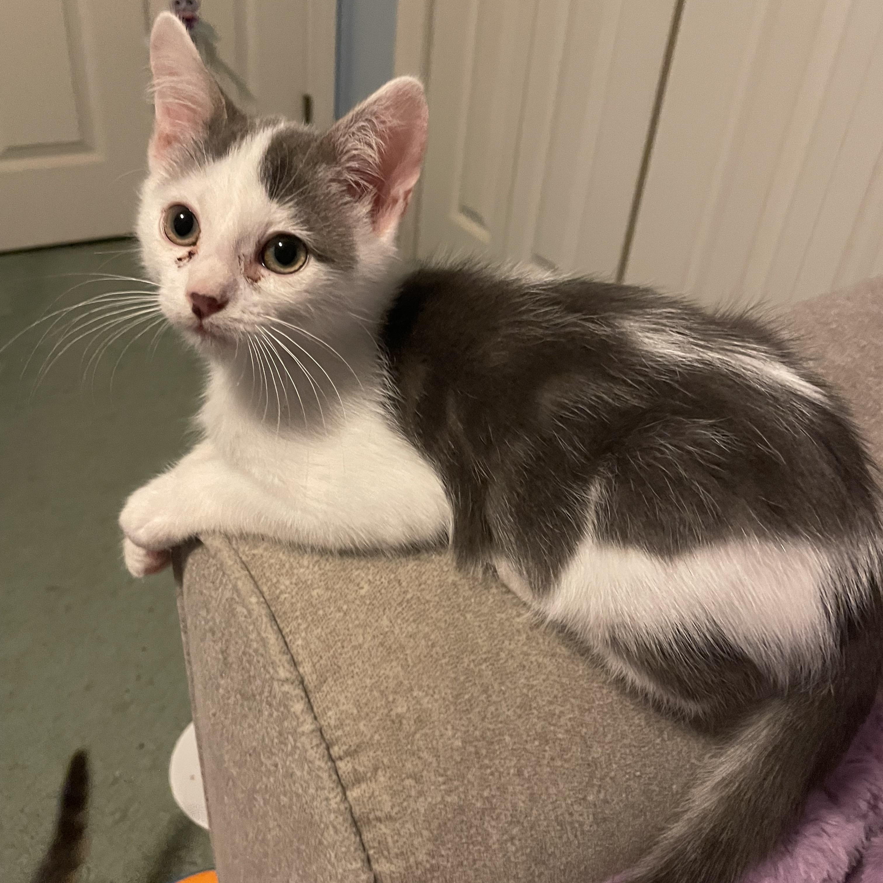 KitKat, Adopted, Kitten Male American Shorthair.