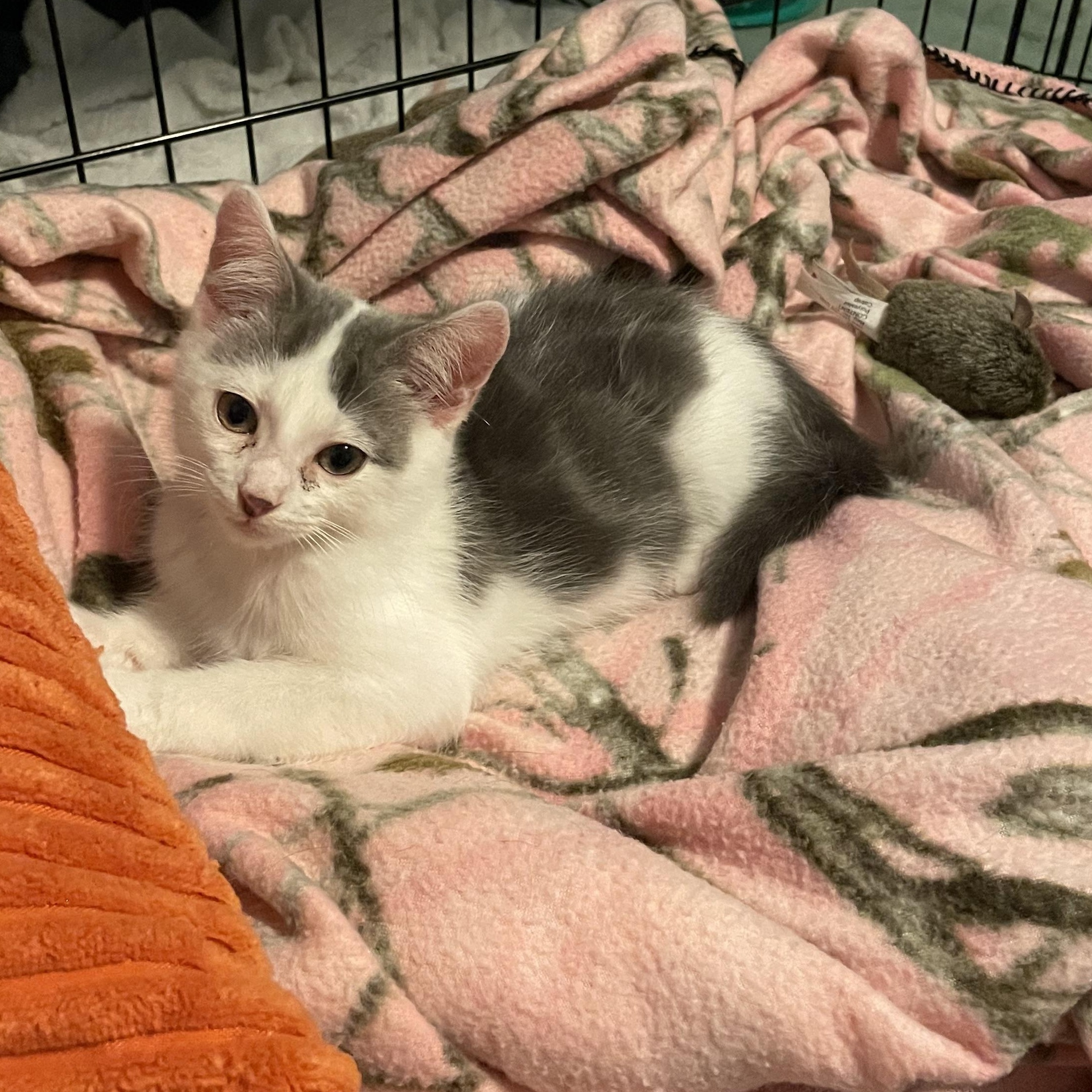 Enlarge KitKat, a Adopted American Shorthair in Norton, MA image 3/3