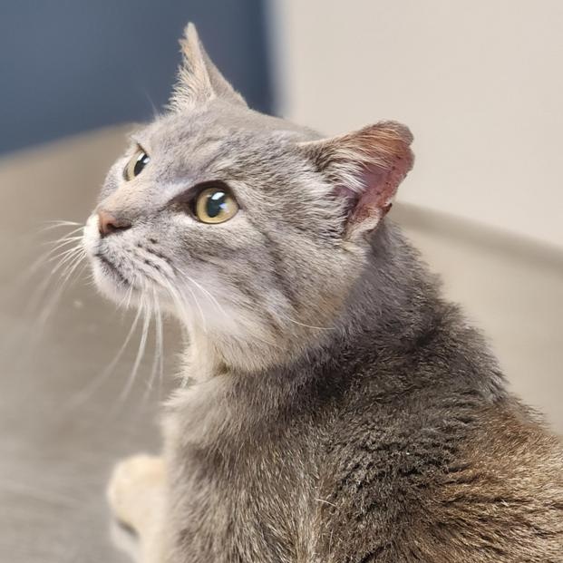 Enlarge Dwayne, a Adoptable mixed breed in Johnson City, TN image 1/1