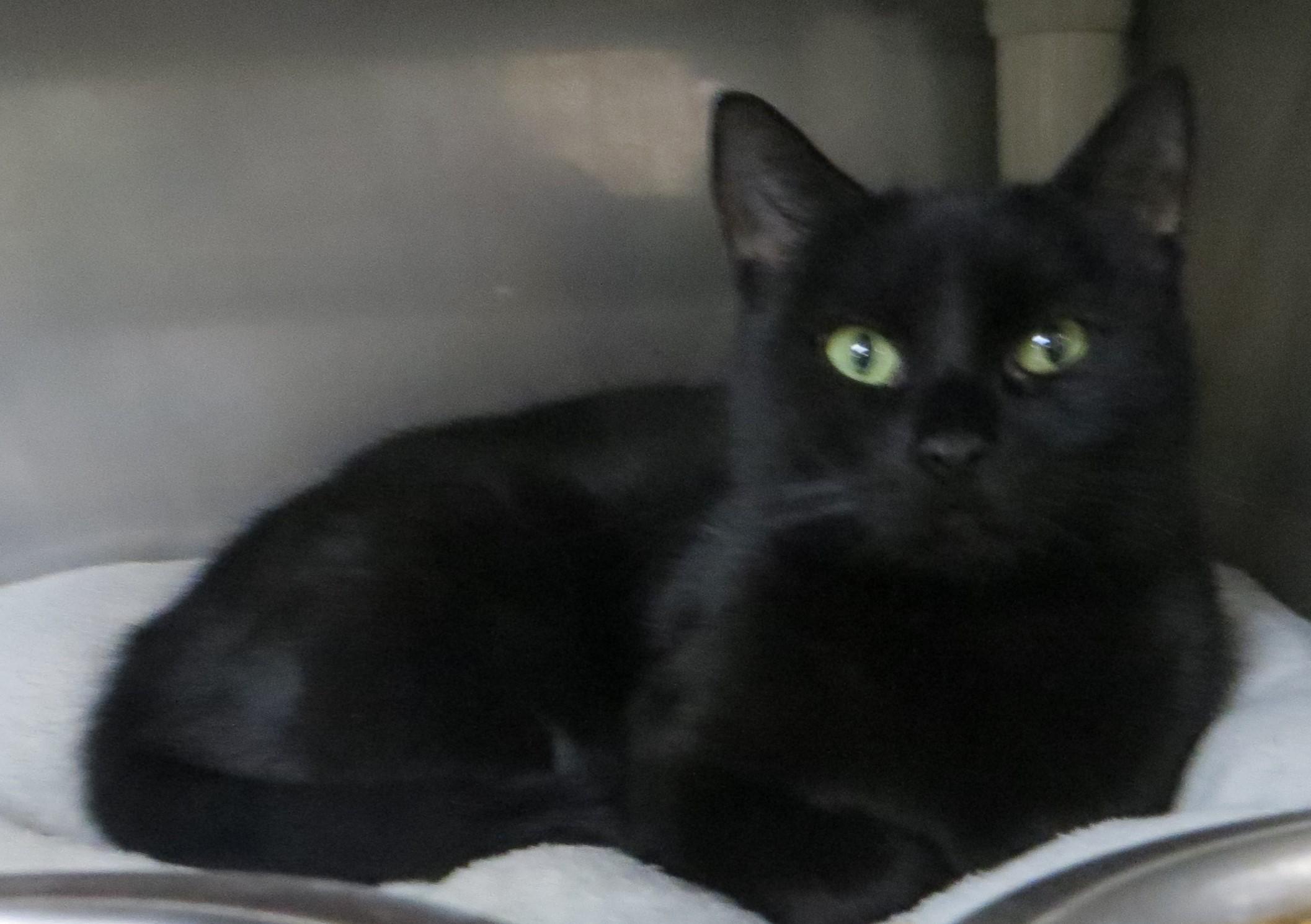 SAPPHIRE, ADOPTABLE, Adult Female Domestic Short Hair.