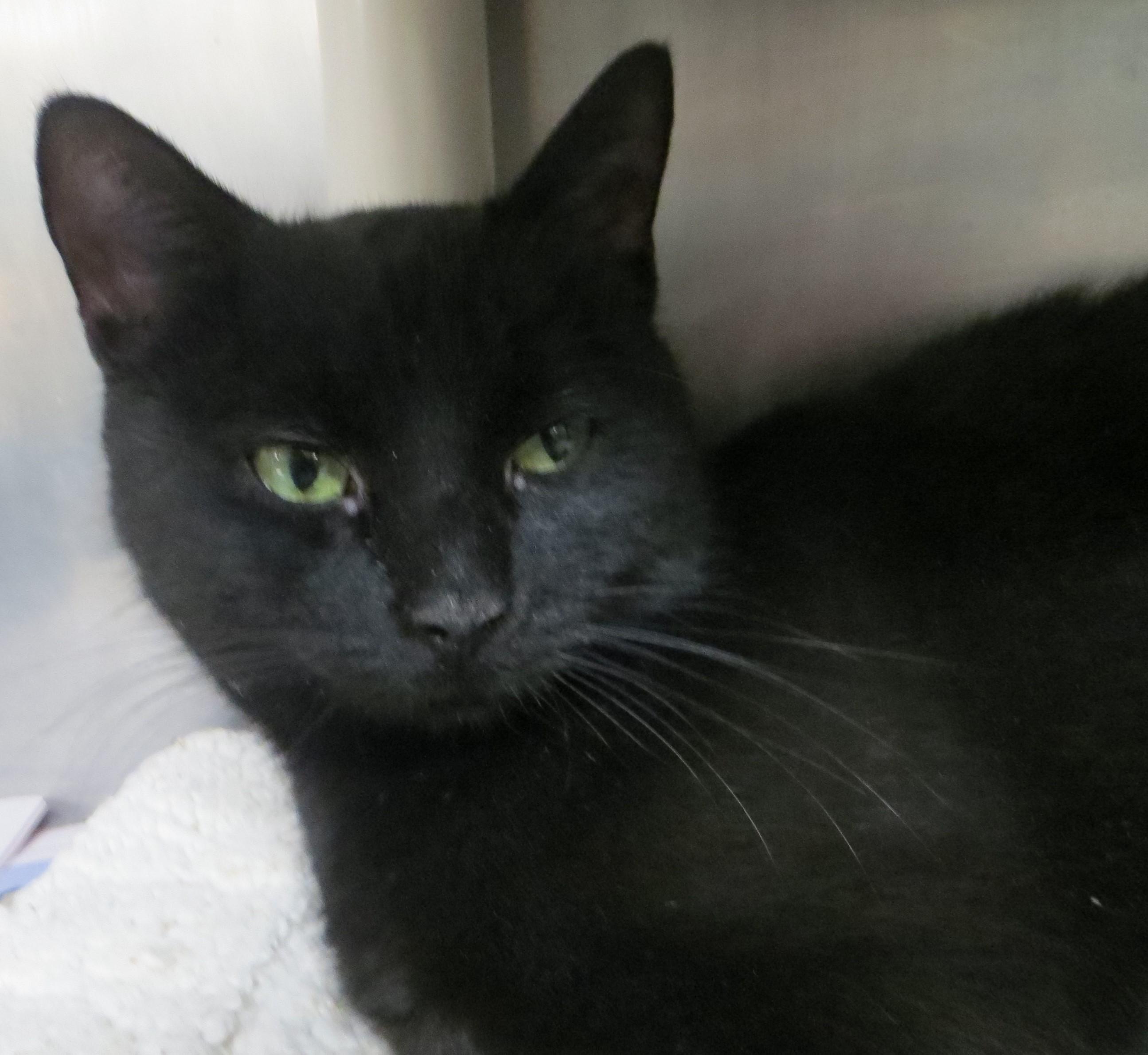 Enlarge SAPPHIRE, a ADOPTABLE Domestic Short Hair in Taunton, MA image 4/6