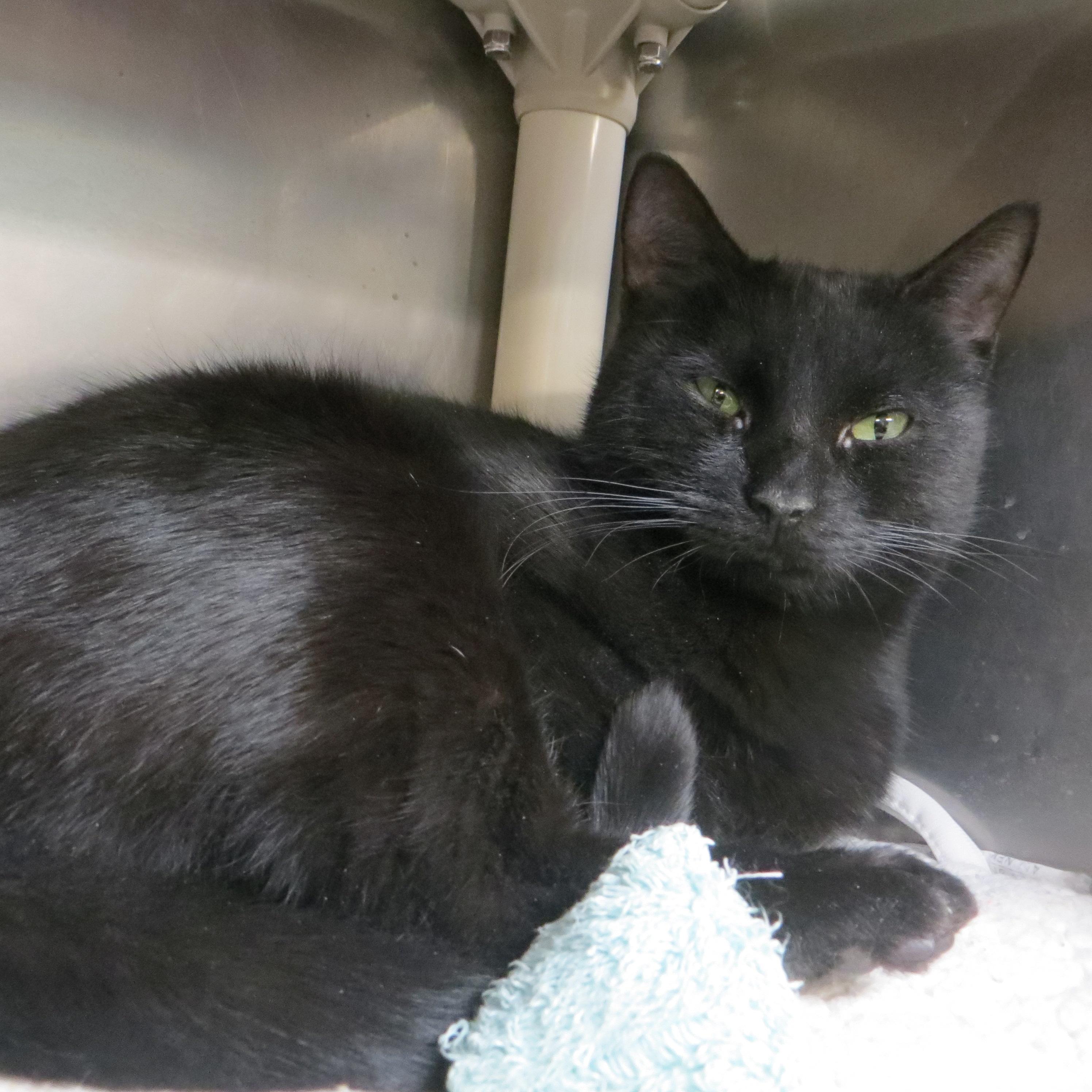 Enlarge SAPPHIRE, a ADOPTABLE Domestic Short Hair in Taunton, MA image 3/6