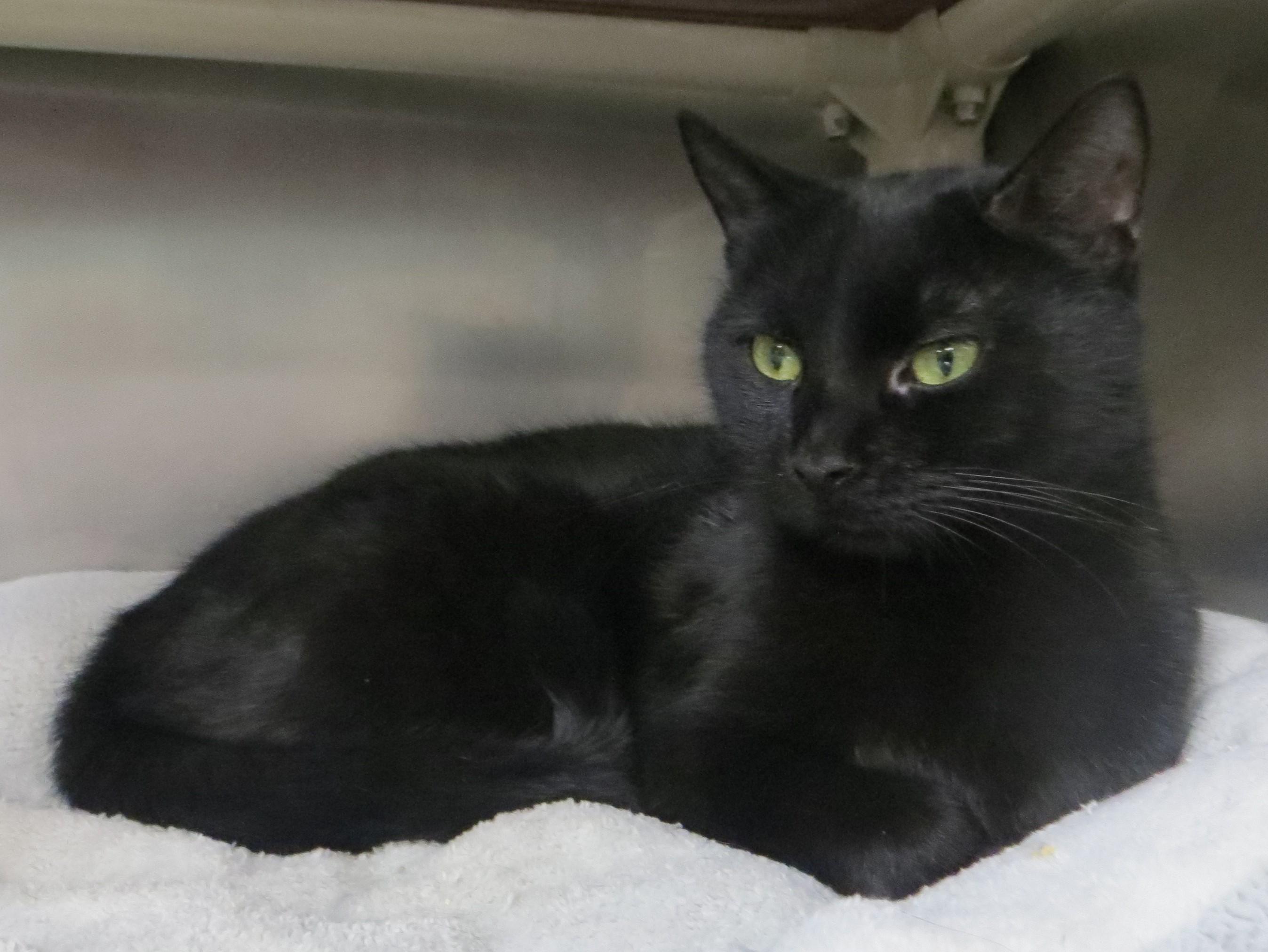 Enlarge SAPPHIRE, a ADOPTABLE Domestic Short Hair in Taunton, MA image 2/6