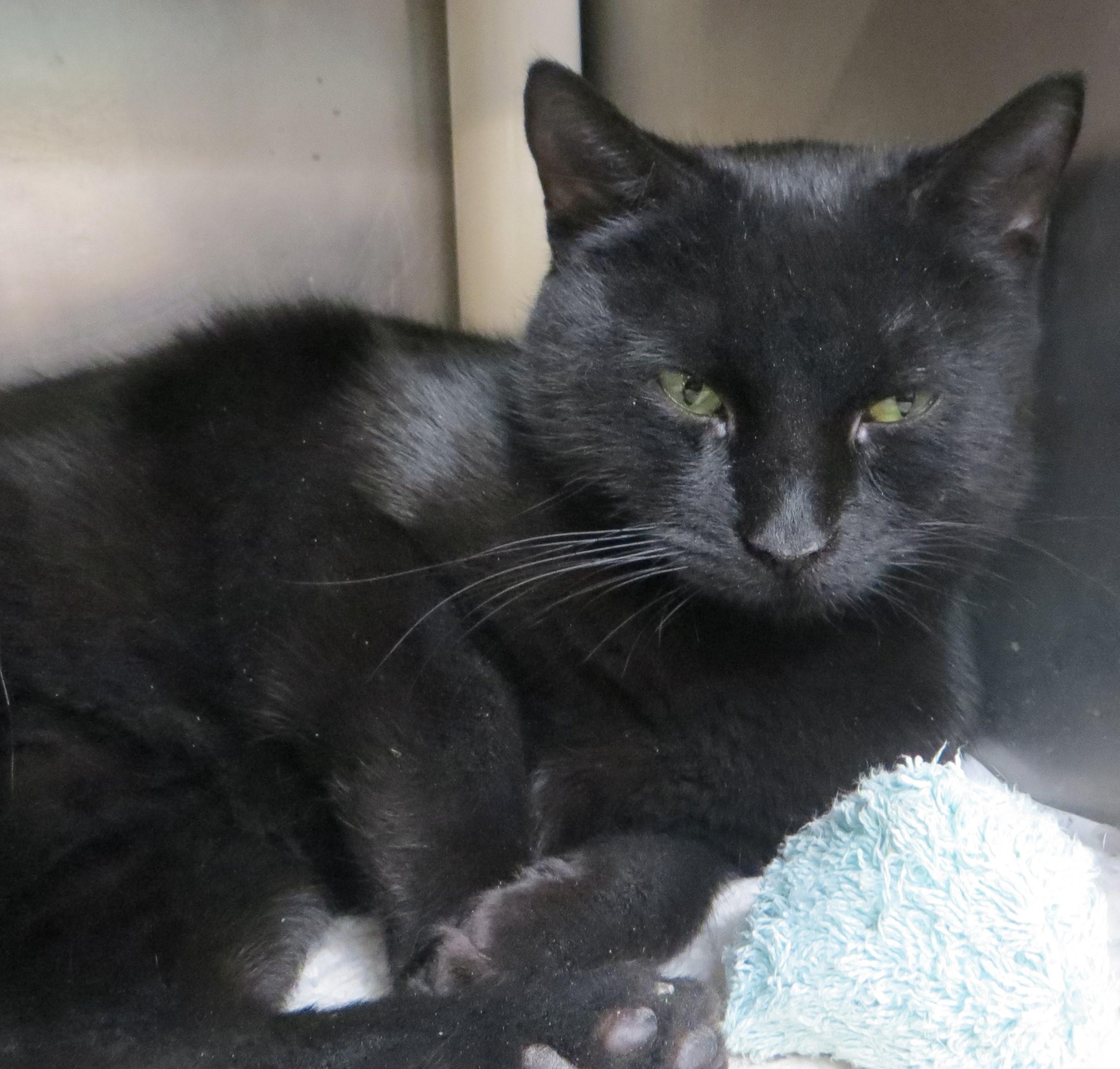 Enlarge SAPPHIRE, a ADOPTABLE Domestic Short Hair in Taunton, MA image 5/6