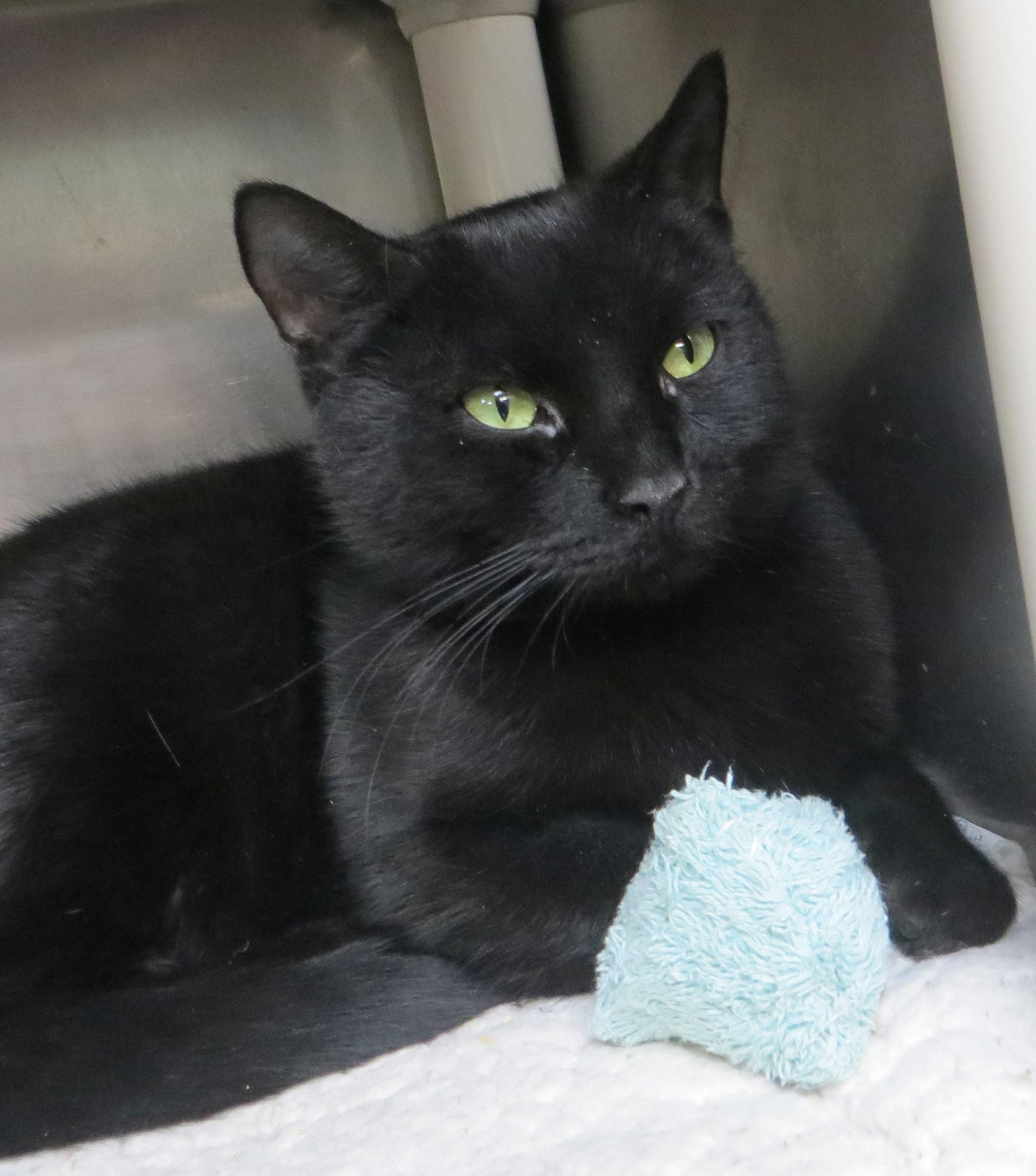 Enlarge SAPPHIRE, a ADOPTABLE Domestic Short Hair in Taunton, MA image 1/6