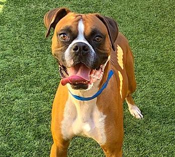 OATEE, ADOPTABLE, Adult Male Boxer.