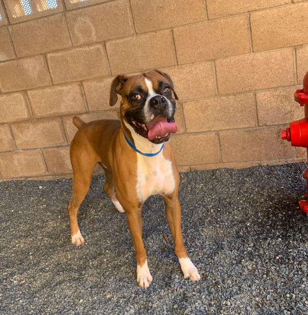 OATEE, a ADOPTABLE Boxer in Kuna, ID image 2/5