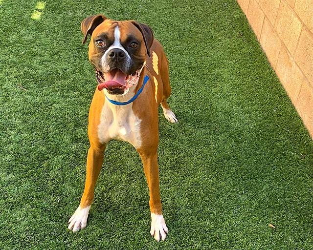 OATEE, a ADOPTABLE Boxer in Kuna, ID image 3/5