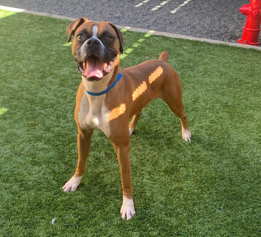 OATEE, a ADOPTABLE Boxer in Kuna, ID image 4/5