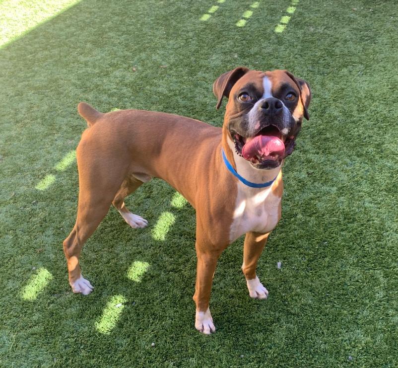 OATEE, a ADOPTABLE Boxer in Kuna, ID image 5/5