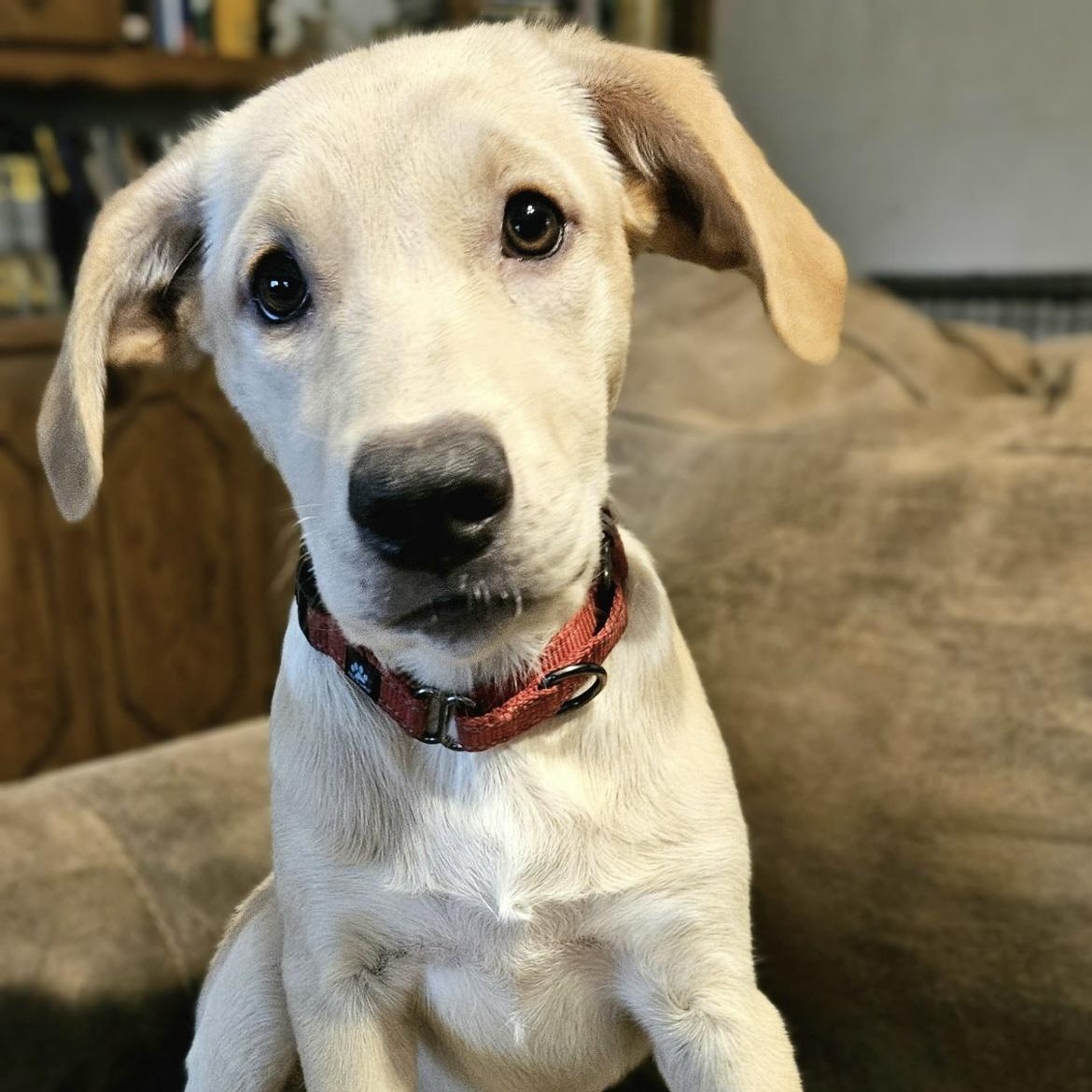 Bailey