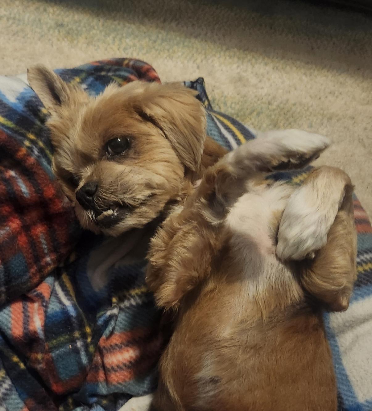 Enlarge Mango, a ADOPTABLE Lhasa Apso in Whitewater, WI image 5/6