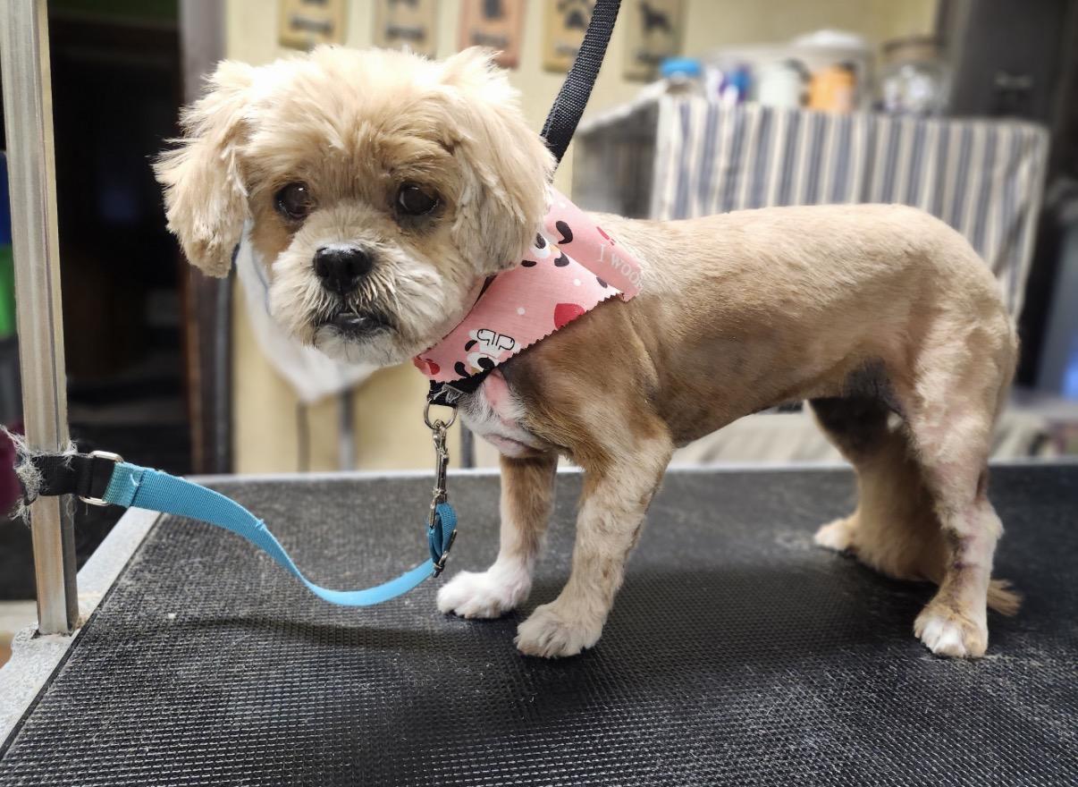 Enlarge Mango, a ADOPTABLE Lhasa Apso in Whitewater, WI image 4/6