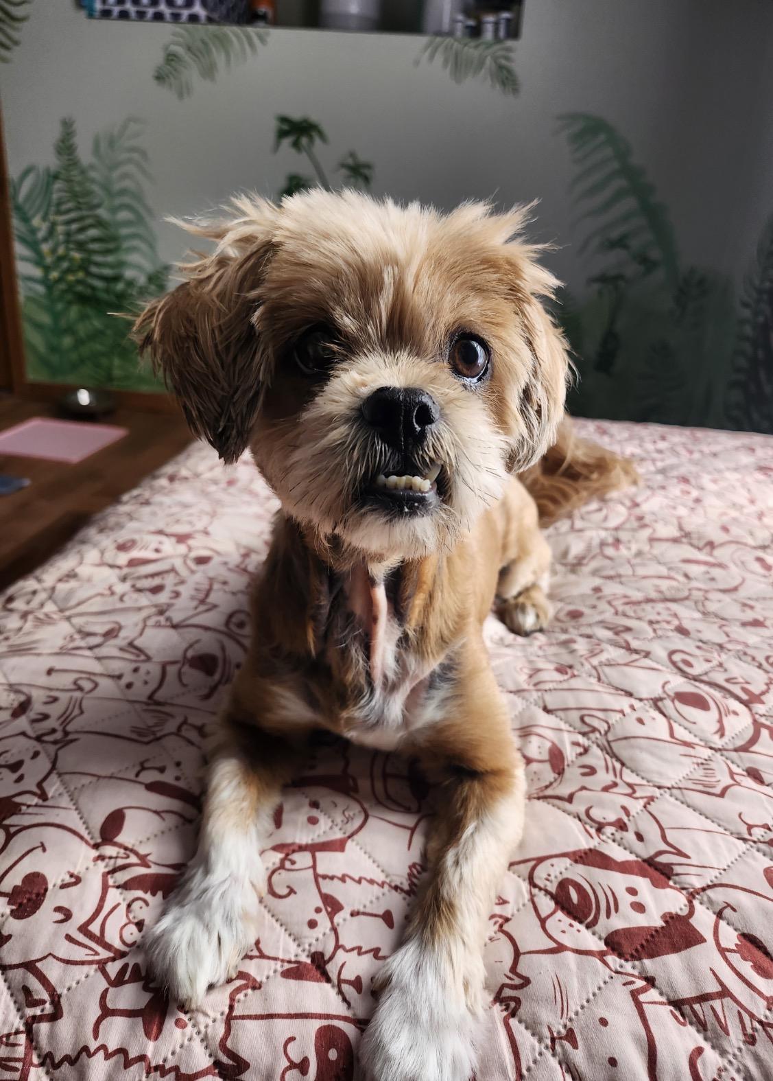 Mango, ADOPTABLE, Senior Female Lhasa Apso.