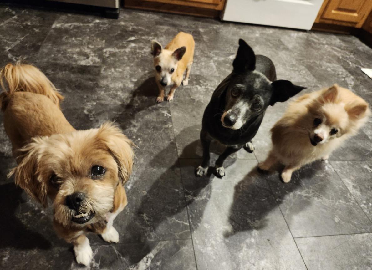 Enlarge Mango, a ADOPTABLE Lhasa Apso in Whitewater, WI image 6/6